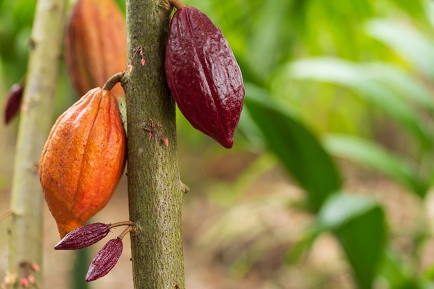 Foto cacaueiro (theobroma cacao). vagens de frutas orgânicas de cacau na natureza.