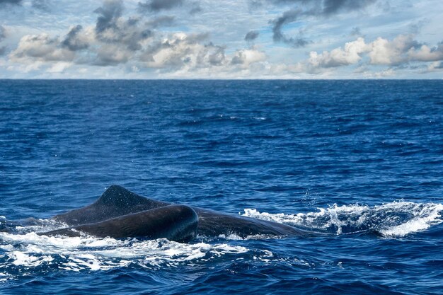 Foto cachalote en el océano atlántico