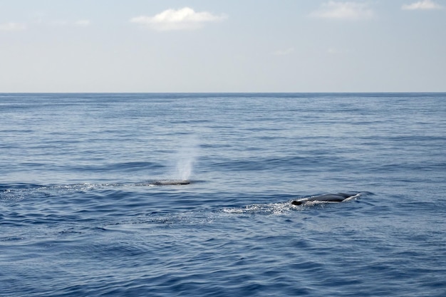 Cachalote en la superficie del mar