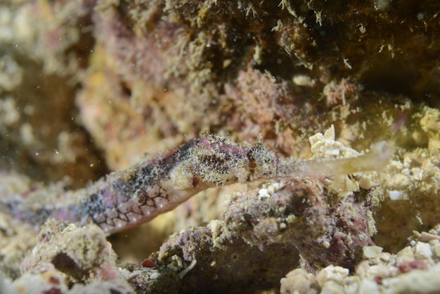 Foto cachimbo de peixe em cebu, filipinas