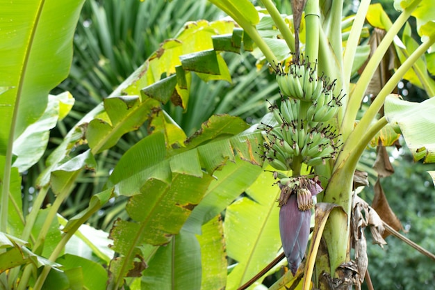 Cacho de bananas na árvore