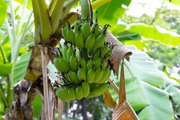 Cacho de bananas verdes crus