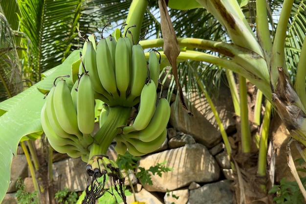 Cacho de bananas verdes e amarelas penduradas na palmeira na exótica floresta tropical