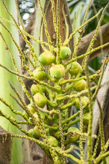 Cacho de coco