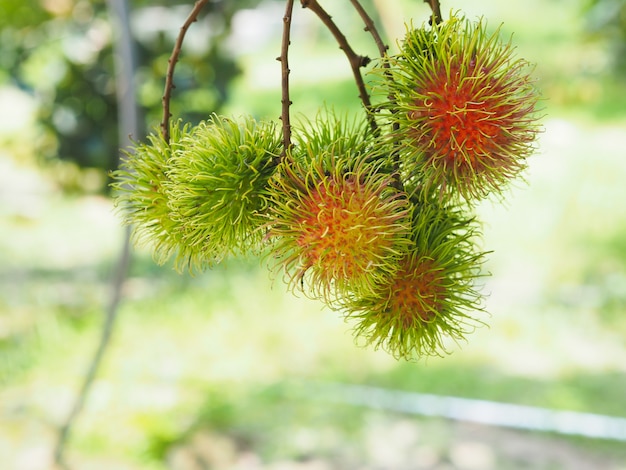 Cacho de frutas de rambutan na árvore