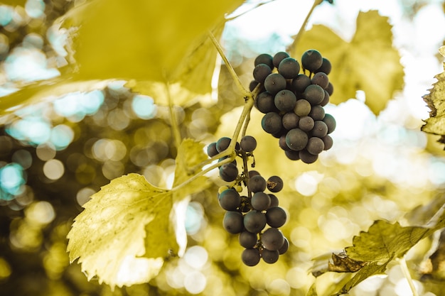 Cacho de uvas azuis no vinhedo ao pôr do sol antes da colheita