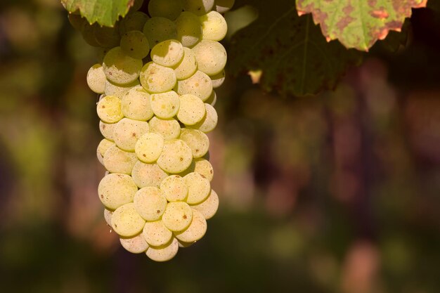 Cacho de uvas brancas closeup