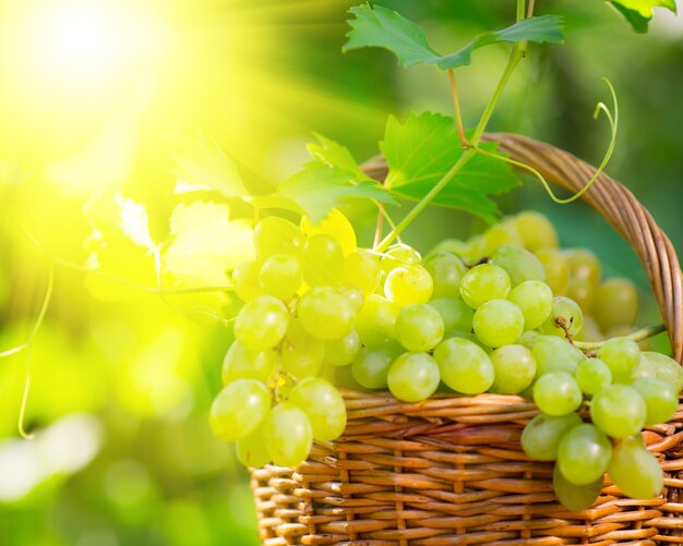 Cacho de uvas brancas em uma cesta ao ar livre