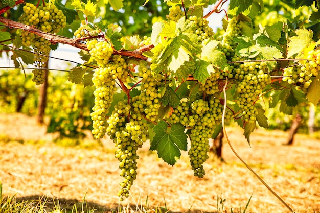 Cacho de uvas brancas pendurado em um vinhedo italiano em um dia de verão