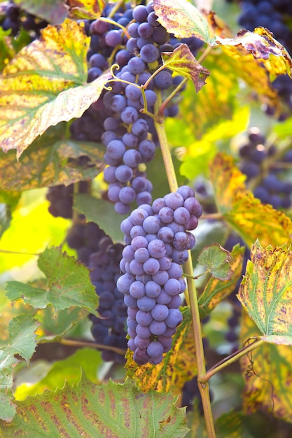 Cacho de uvas na vinha na luz solar