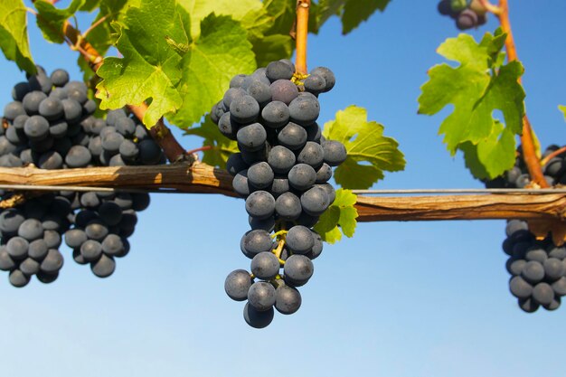 cacho de uvas para vinho azuis está pendurado em uma videira em um vinhedo na Alemanha em um dia ensolarado
