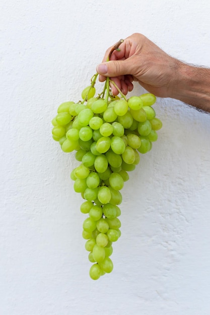 Cacho de uvas verdes seguradas por uma mão