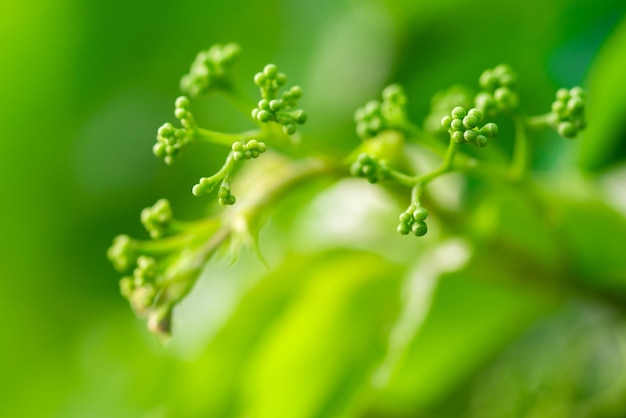 Cacho de uvas verdes verdes em um fundo desfocado