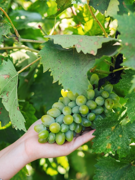 Cacho de uvas verdes