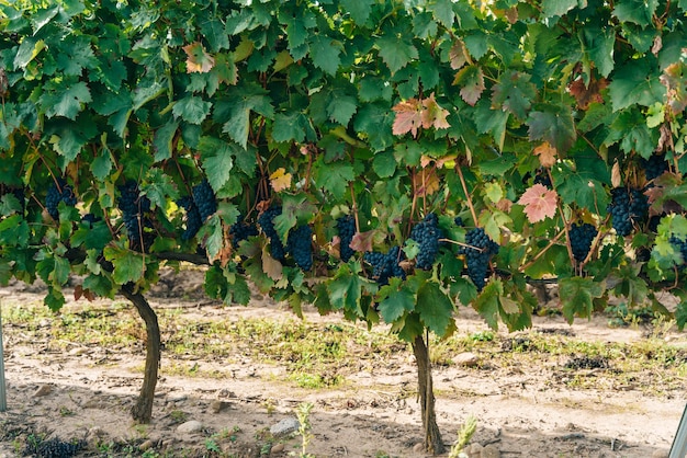 Cacho de uvas vermelhas na vinha, Espanha. Foto de alta qualidade