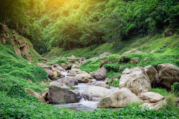 Foto cachoeira da selva água mole do córrego no parque natural