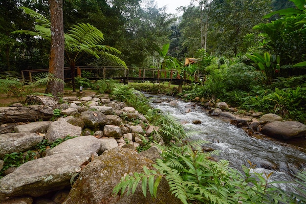 Cachoeira e rio Mae Kampong na floresta verde, em Chiang Mai, Tailândia