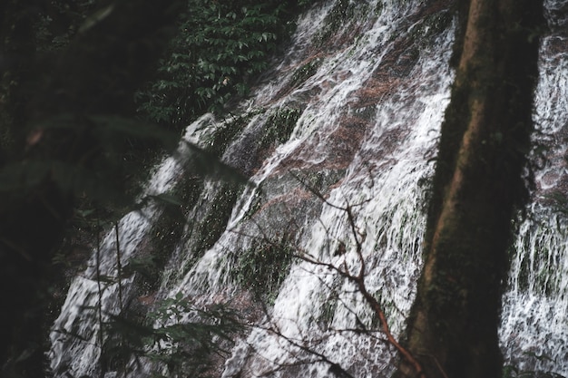 Cachoeira em uma floresta