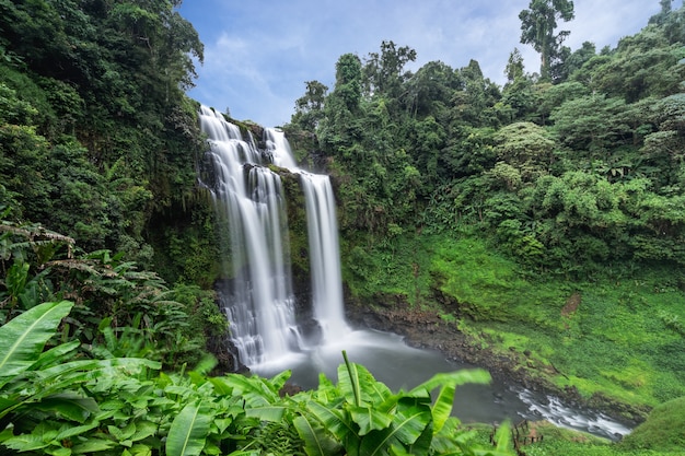 Cachoeira, fundo natural calmo com bela cachoeira na selva floresta húmida
