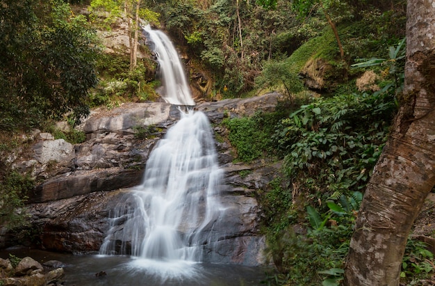 Cachoeira na bela floresta verde