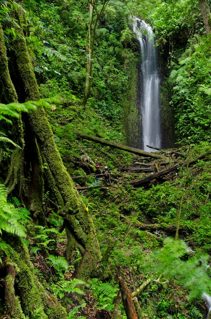 Cachoeira na floresta de nuvens La Amistad parque internacional província de Chiriqui Panamá América Central