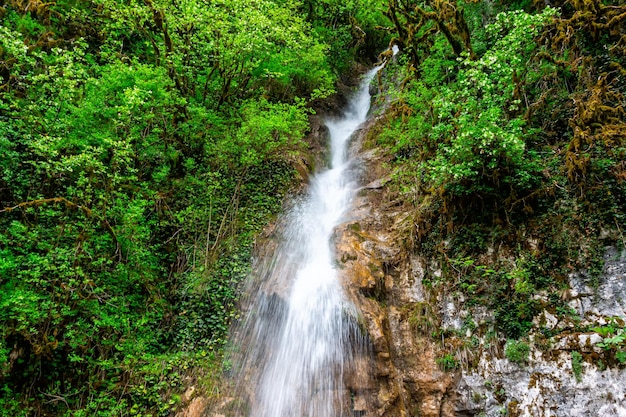 Cachoeira na floresta subtropical de montanha