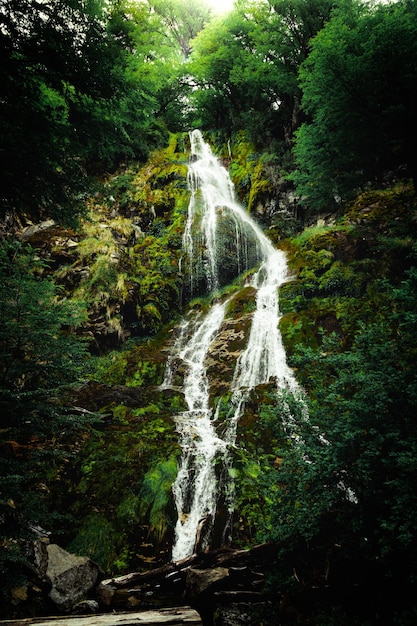 Foto cachoeira na floresta