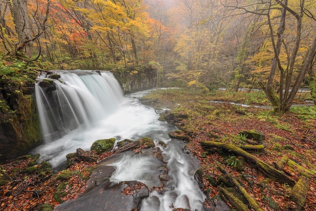 Cachoeira na floresta