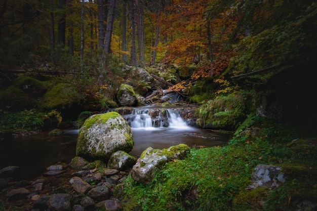 cachoeira na floresta