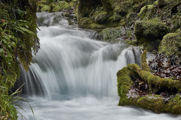 cachoeira na floresta