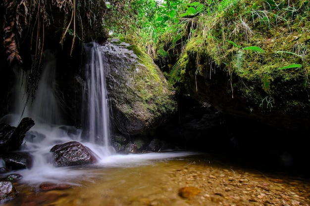 Foto cachoeira na selva