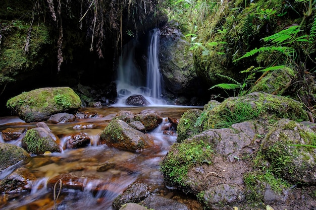 Foto cachoeira na selva