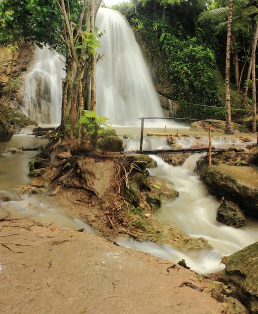 Cachoeira Randu sari no meio de uma floresta com uma árvore no lado direito