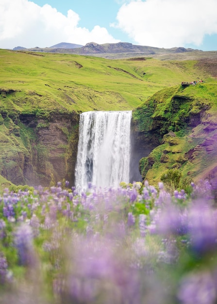 Cachoeira Skogafoss com flor de tremoço roxo florescendo no verão na Islândia