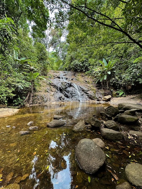 Cachoeira tranquila fluindo suavemente em uma lagoa florestal cercada por folhagem verde e espalhada