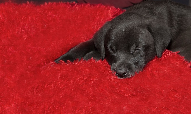 Foto cachorrinho adorável dormindo na almofada vermelha