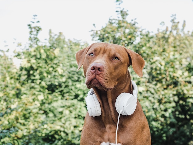 Cachorrinho adorável e lindo de cor chocolate