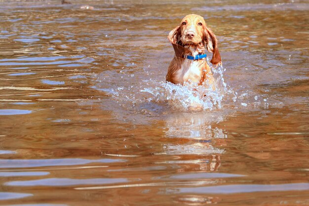 Cachorrinho alegre corre pela água para conhecer o dono