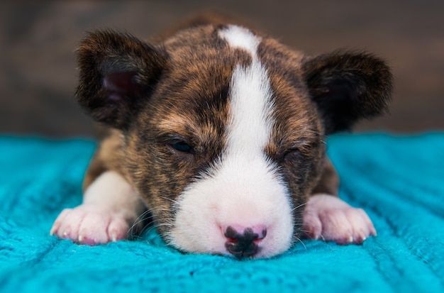 Cachorrinho Basenji está dormindo ou ficou doente