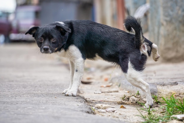 Cachorrinho bonitinho fazendo xixi nas ruas da antiga capital da cidade de Havana de Cuba