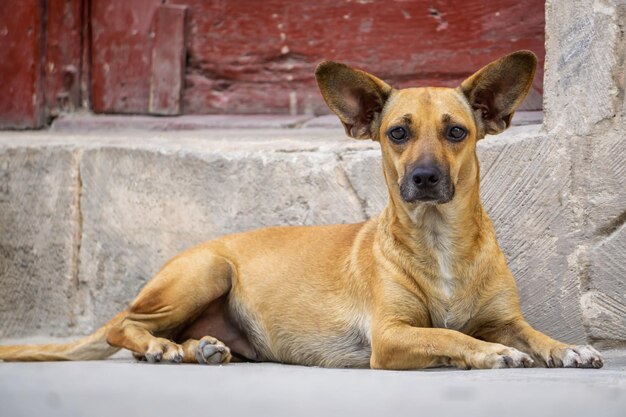 Cachorrinho bonitinho nas ruas da antiga capital da cidade de Havana de Cuba