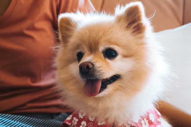 Cachorrinho bonito de Pomeranian em um regaço da pessoa.