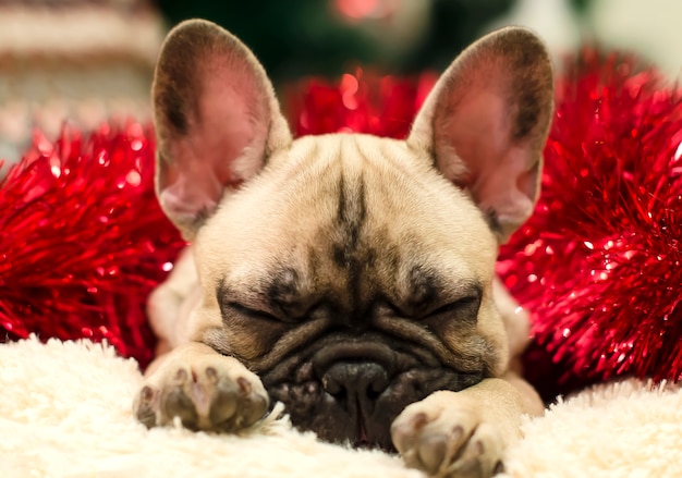 Cachorrinho bonito do buldogue que dorme em um descanso em um fundo do ouropel vermelho. Ano Novo. Natal