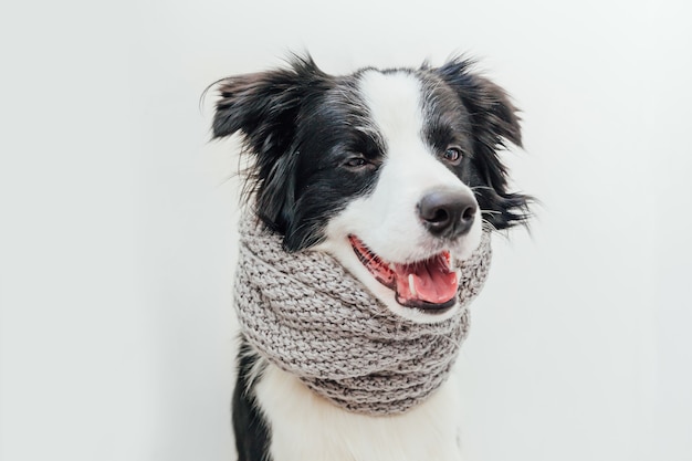 Foto cachorrinho border collie com lenço de roupas quentes em volta do pescoço, isolado no fundo branco