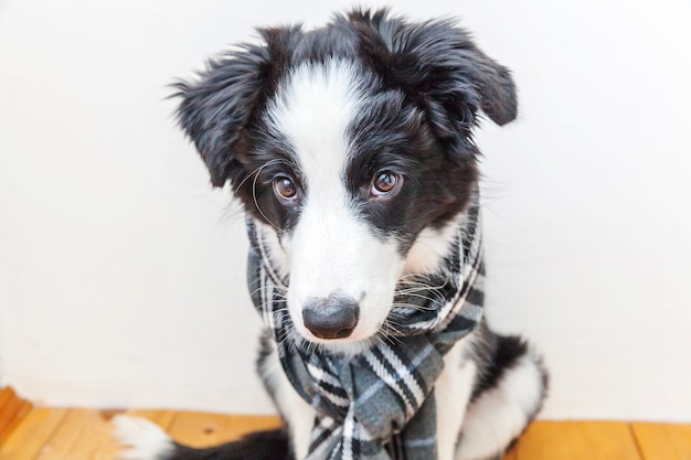 Cachorrinho border collie com lenço de roupas quentes no pescoço interno