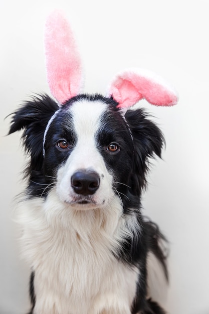 Cachorrinho border collie usando orelhas de coelho da Páscoa isoladas no fundo branco