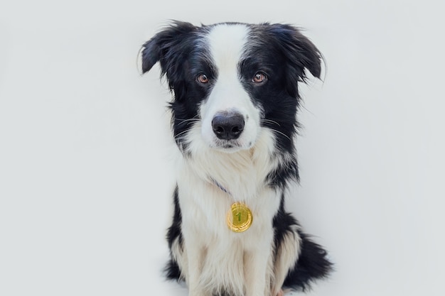 Cachorrinho border collie vestindo a medalha de ouro do troféu de vencedor ou campeão isolada