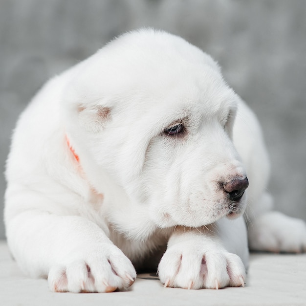 cachorrinho branco alabai