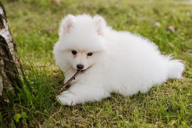 Cachorrinho branco ao ar livre no parque. Fechar-se. Cachorrinho Pomsky. Adorável mini cachorro husky