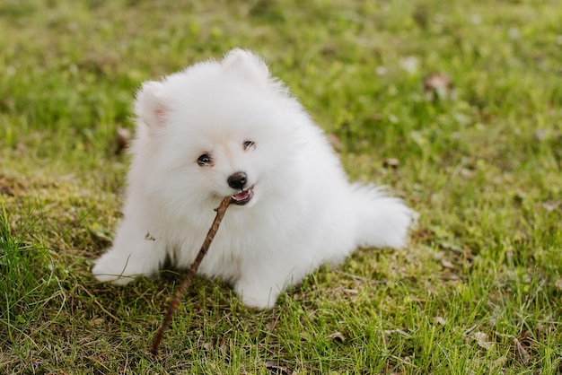 Cachorrinho branco ao ar livre no parque. Fechar-se. Cachorrinho Pomsky. Adorável mini cachorro husky